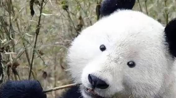 大熊猫失去黑眼圈，颜值瞬间跌到深渊，网友高喊让出国宝位置！