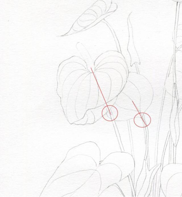 叶子|教你画彩铅花卉红掌