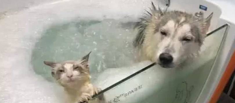 因为|朋友把猫丢过来寄养，女子把猫和二哈放一块洗澡，这俩表情神同步