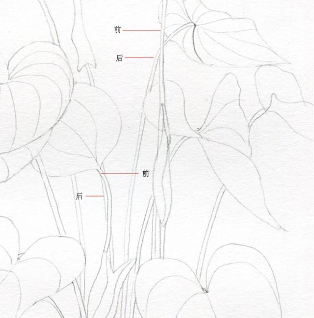教你画彩铅花卉红掌
