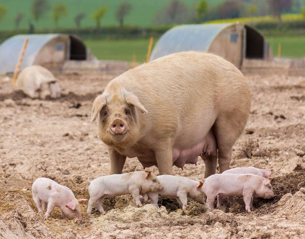 养10头母猪一年的利润 养20头母猪简单猪舍