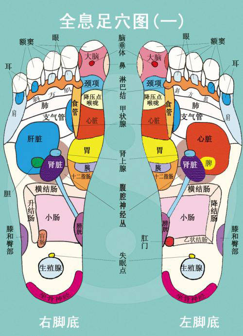 脚为精气之根,人体有十二条经络,六条经络经过足部,包括脾经,肝经