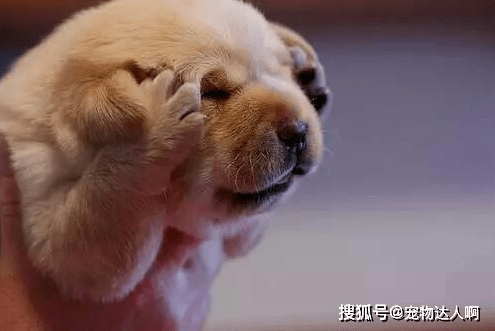 什么|你知道狗最讨厌什么吗？了解狗狗的行为，才能跟它做朋友！