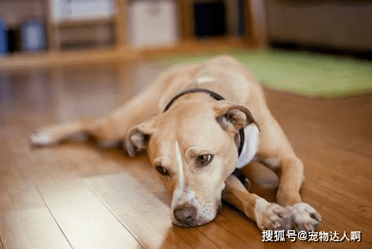 什么|你知道狗最讨厌什么吗？了解狗狗的行为，才能跟它做朋友！