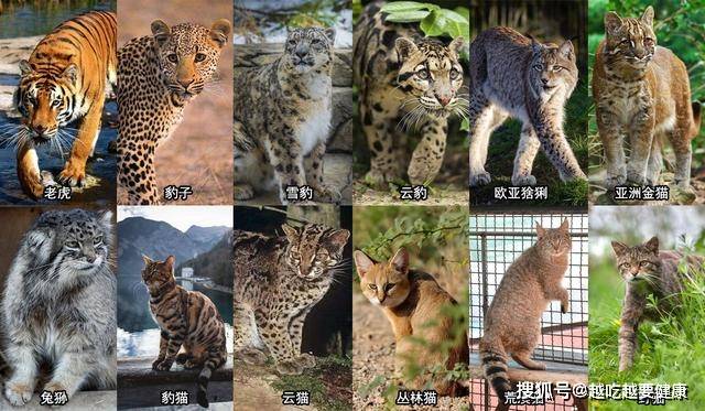 原创中国大型猫科动物经历沧桑变化它们在野外过得还好吗