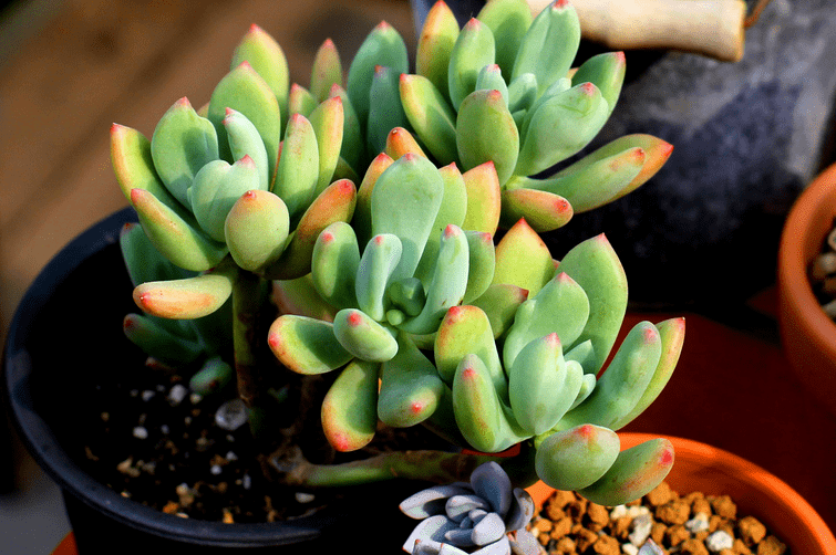 原创养多肉青星美人怎么人工干预将单头转变成多头