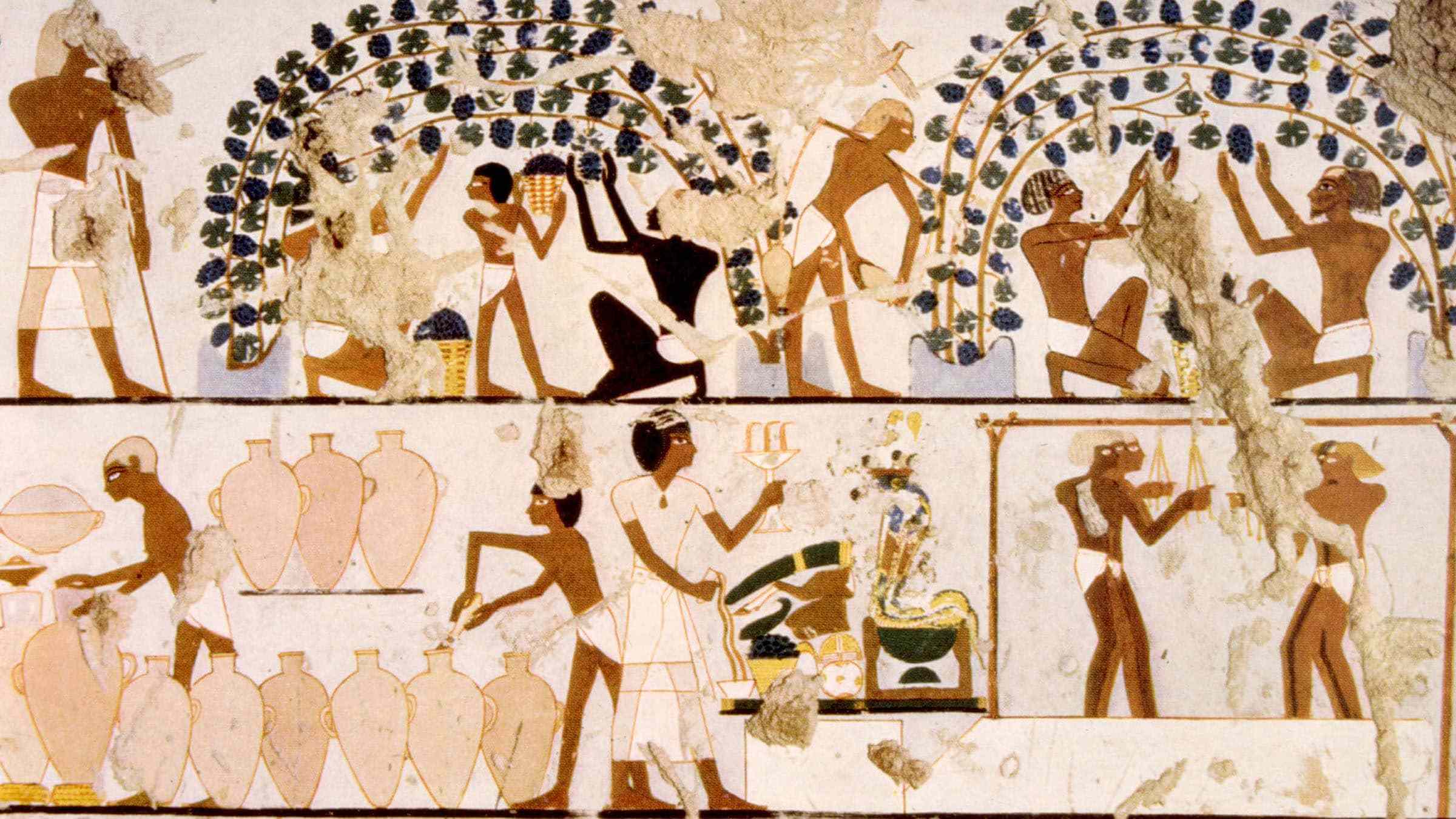 酿酒|水果千千万,为什么只有葡萄酿酒能成气候!