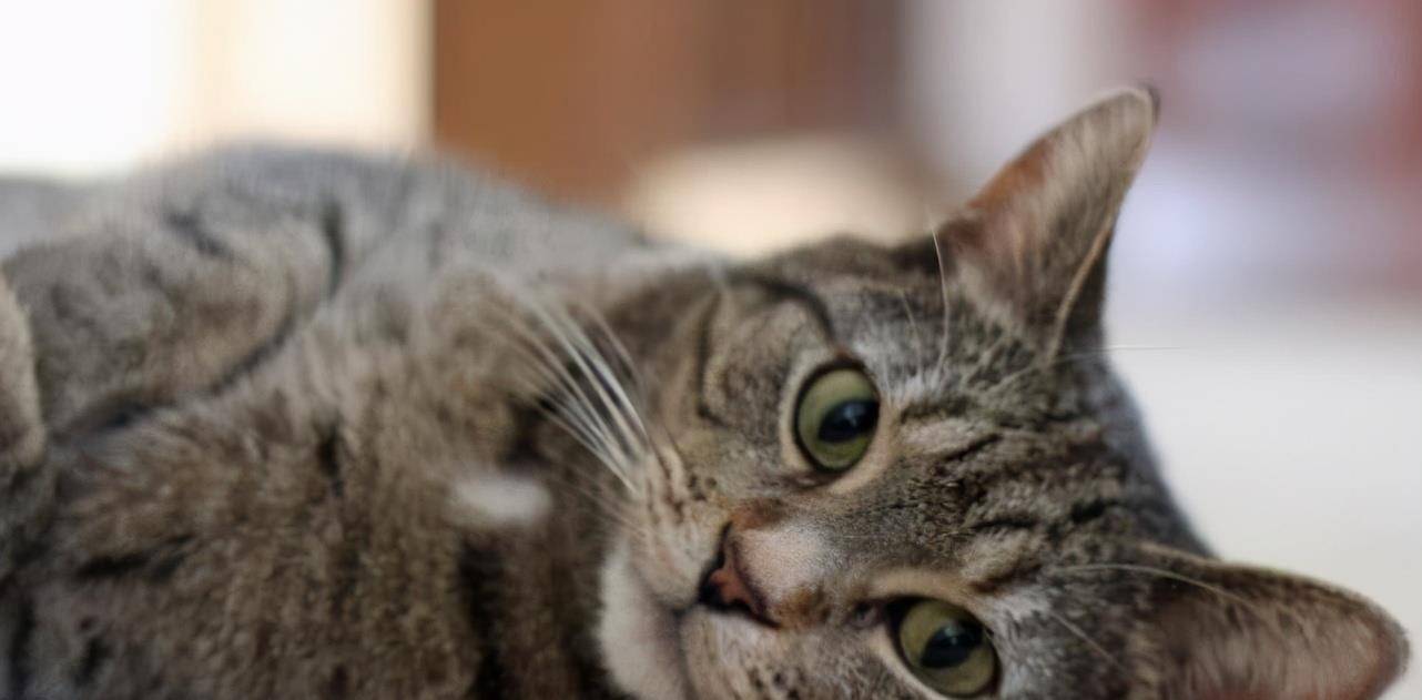 我国|国产狸花猫的6大“小优点”，看完后更想养它了