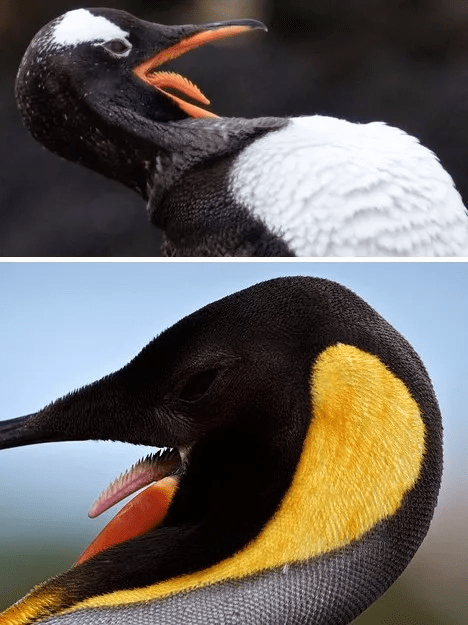 a74c0de86a4443789e93a4b6268683b5.png
