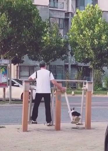 带着|老爸当初死活不同意我养狗，可喂养半个月后，柯基不是我的了！