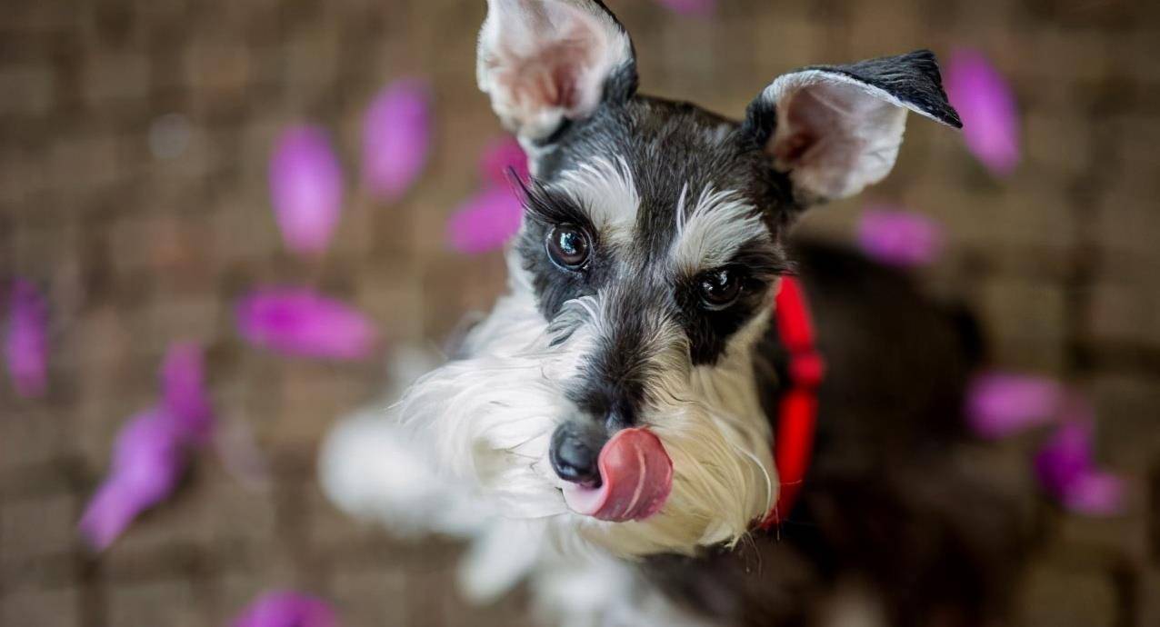 因为|雪纳瑞犬一生的6大“心愿”,你有帮它实现吗?