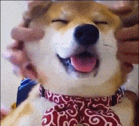 技能|上班族没时间照顾狗狗？狗狗也能上幼儿园啦