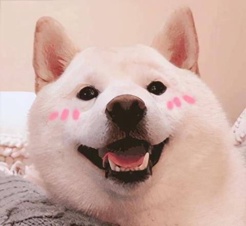 技能|上班族没时间照顾狗狗？狗狗也能上幼儿园啦