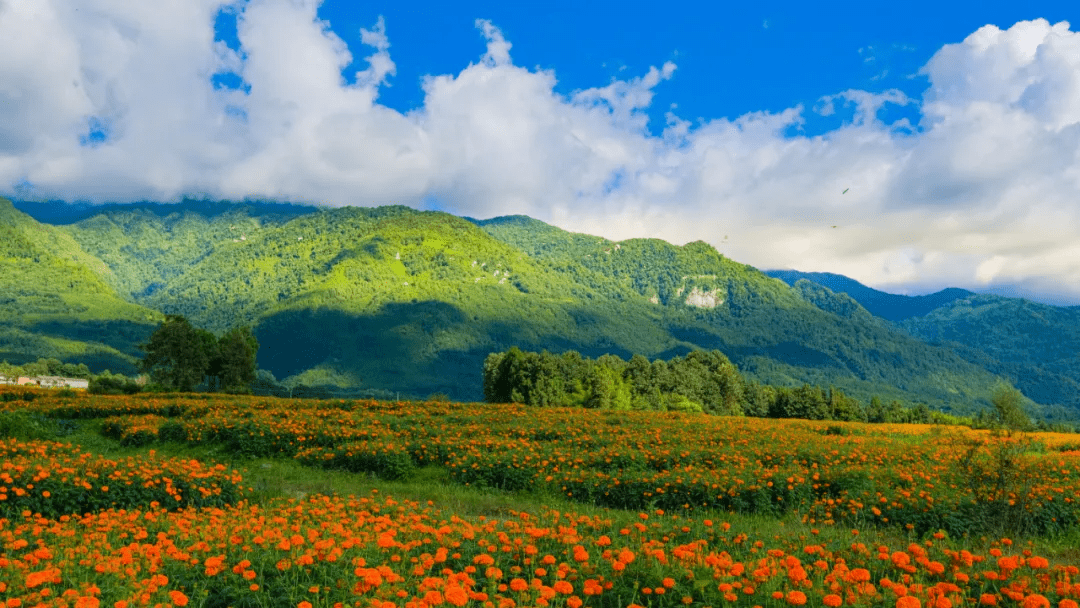 桂花|落日跌进昭昭星野，人间忽晚，山河已秋