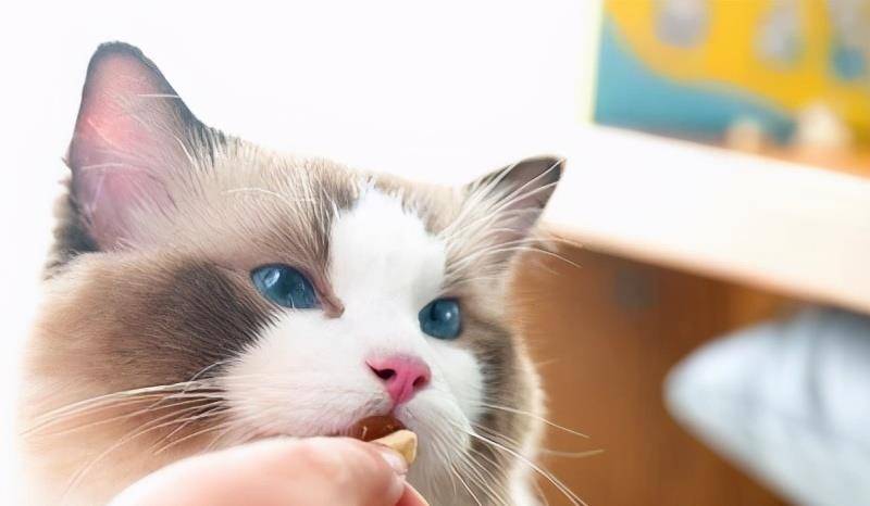 猫咪|养布偶猫的6大禁忌,不能犯,铲屎10年得出的经验