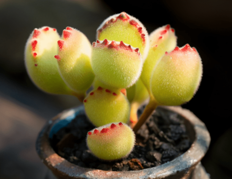 多肉植物红爪子 盆栽牢记3点 长得毛绒绒 肥美厚实 养殖