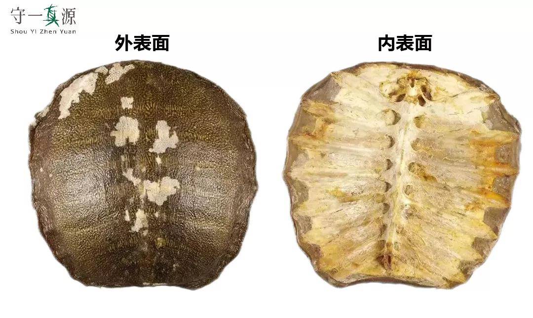 中药鉴定|什么！乌龟、草龟、鳖和甲鱼你还不会分？_龟甲