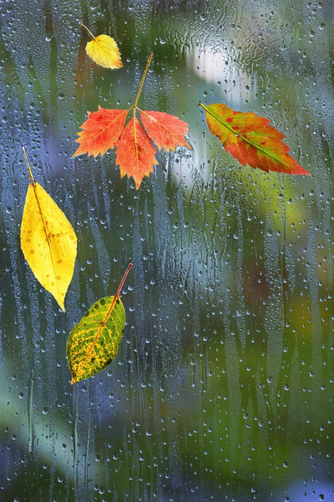 秋雨|白露丨蒹葭苍苍，白露为霜。所谓伊人，在水一方