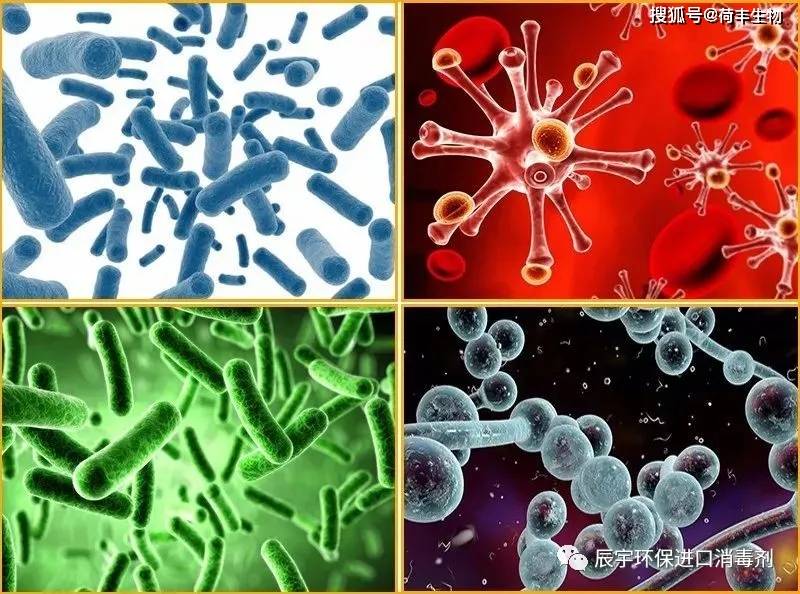 布鲁菌结构图片