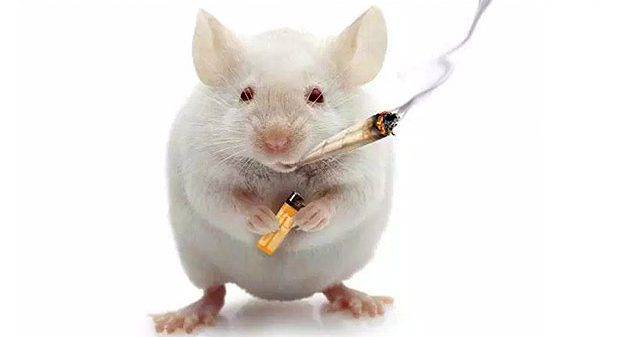 大脑|辟谣丨“腔隙性脑梗死”是什么病?该不该通血管?很多人都想错了