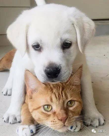 忘记自己已经长大,狗子依旧要躺猫哥哥身上撒娇,好搞笑