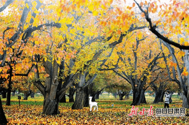 景区|【陇原秋意】官鹅沟、兴隆山、什川梨园 山水之间看秋色尽染