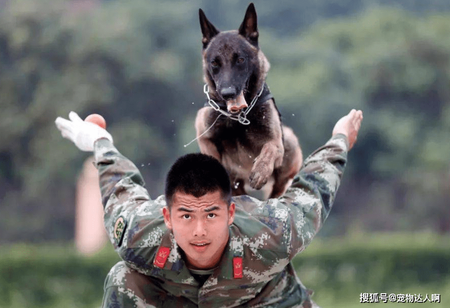 因为|为什么狗狗不敢反抗主人,难道是因为打不过?那你就错了!