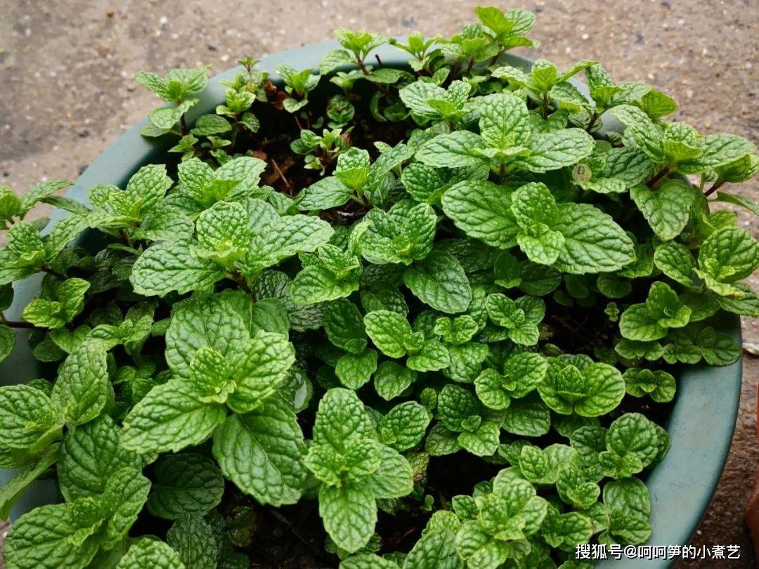 薄荷|新鲜的薄荷吃不完，教你做成薄荷茶，方法简单好储存，可以喝一年