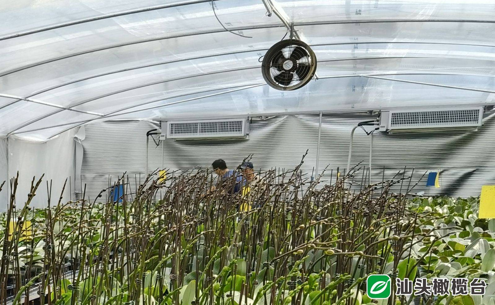 看 温室大棚种满 致富花 农科所 合作社 花农携手打造蝴蝶兰示范基地 市农科所 看 温室大棚种满 致富花 农科所 合作社 花农携手打造蝴蝶兰示范基地 市农科所