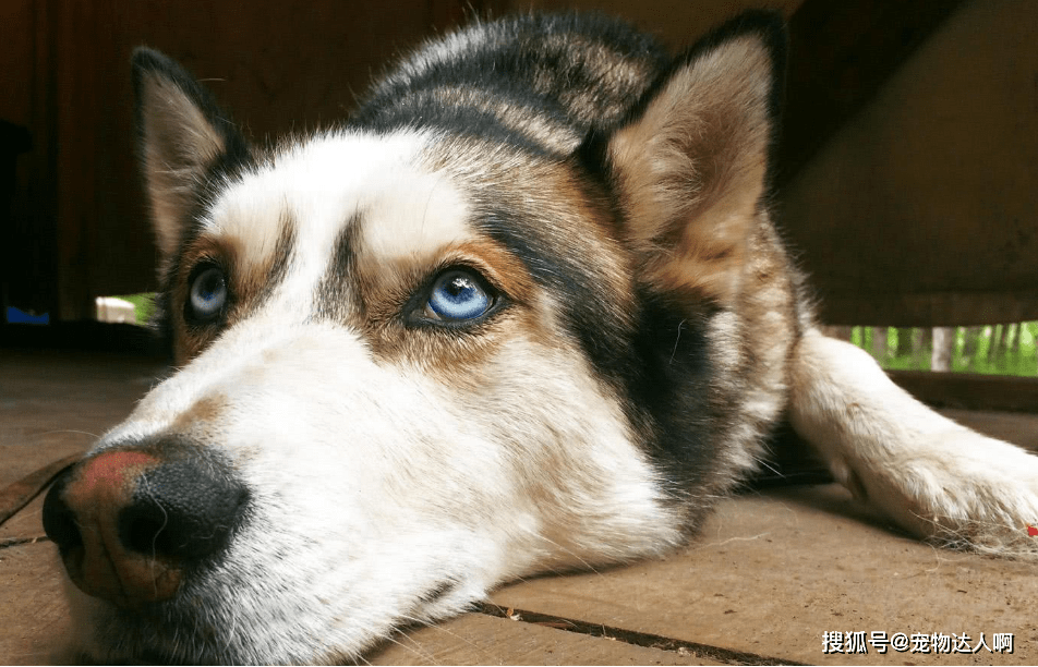 因为|为什么狗狗不敢反抗主人,难道是因为打不过?那你就错了!