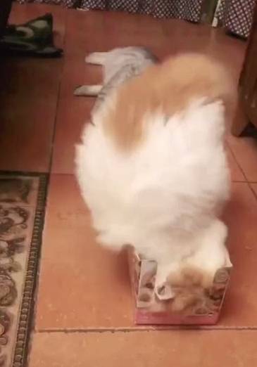 地方|加菲猫：这是主人给我的新房子，一定得住进去！主人：脑子瓦特了