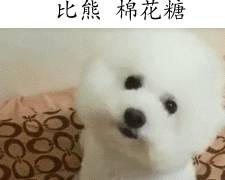 鹿角|最受欢迎的5种小型犬：泰日天上榜！第五太可爱了吧！想抱走！