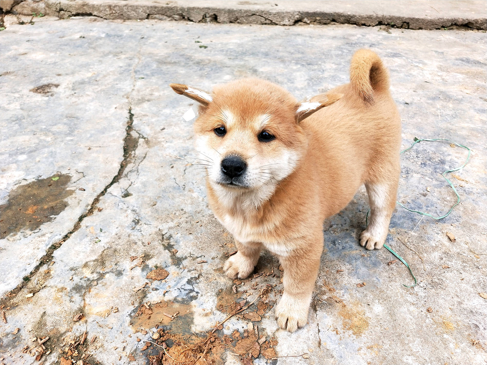 中华田园犬不是同一种狗,以前家家户户养,现在很少见