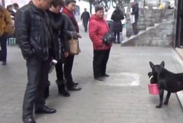 主人要把小狗賣掉，狗媽用籃子叼著小狗就跑出去，母愛讓人感動 萌趣萌寵 第3张