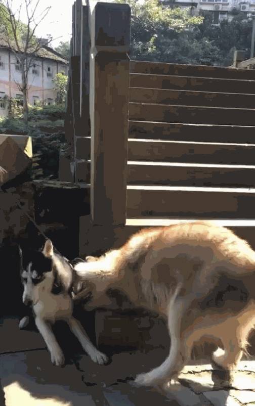 猎犬|阿拉前腿挂二哈背带上叫的像杀猪，二哈一脸懵，二哈：丢不丢狗…