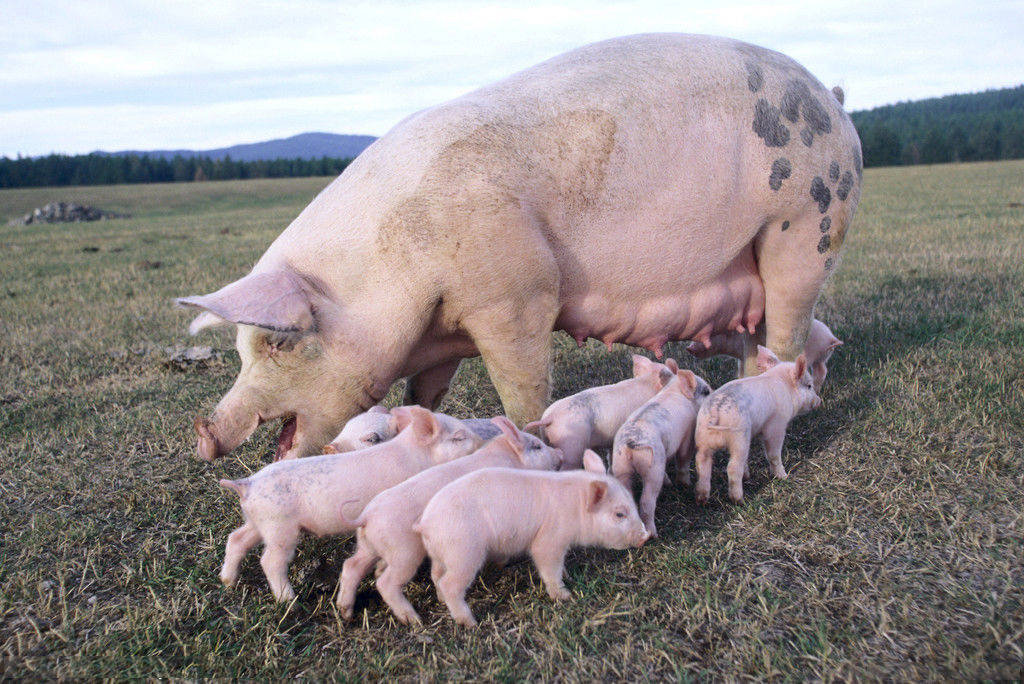 母猪产前征兆图片