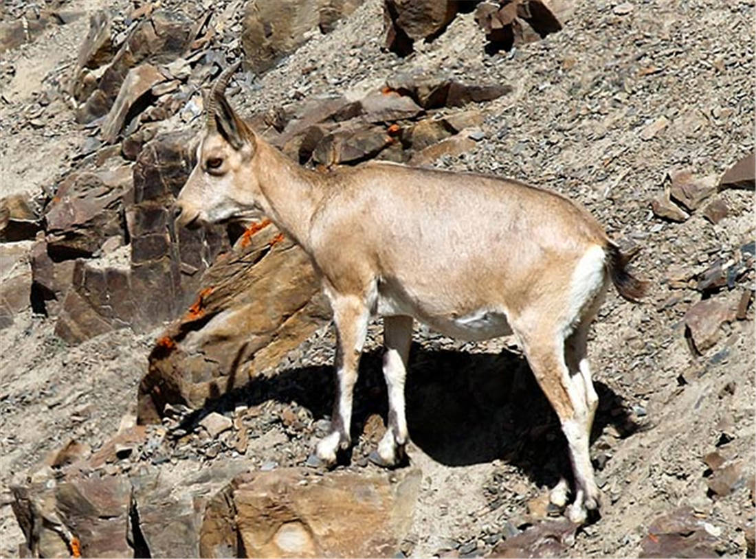 新疆帕米尔高原发现香鼬，不足1斤，敢捕食比自己重100倍的盘羊