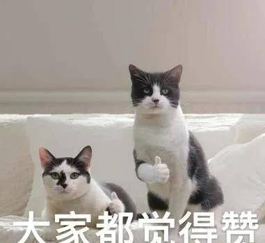 图片|白鹿亲自陪你追剧?在线揭秘《周生如故》幕后故事!