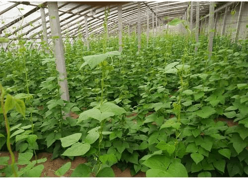 一点红豆角怎么种植 66fd59cf9994434cbf0163e52f5c0dc2.png