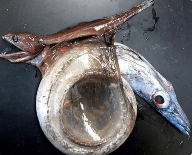 这种动物生长在海洋之中,有着一个令人害怕的名字:黑叉齿鱼.