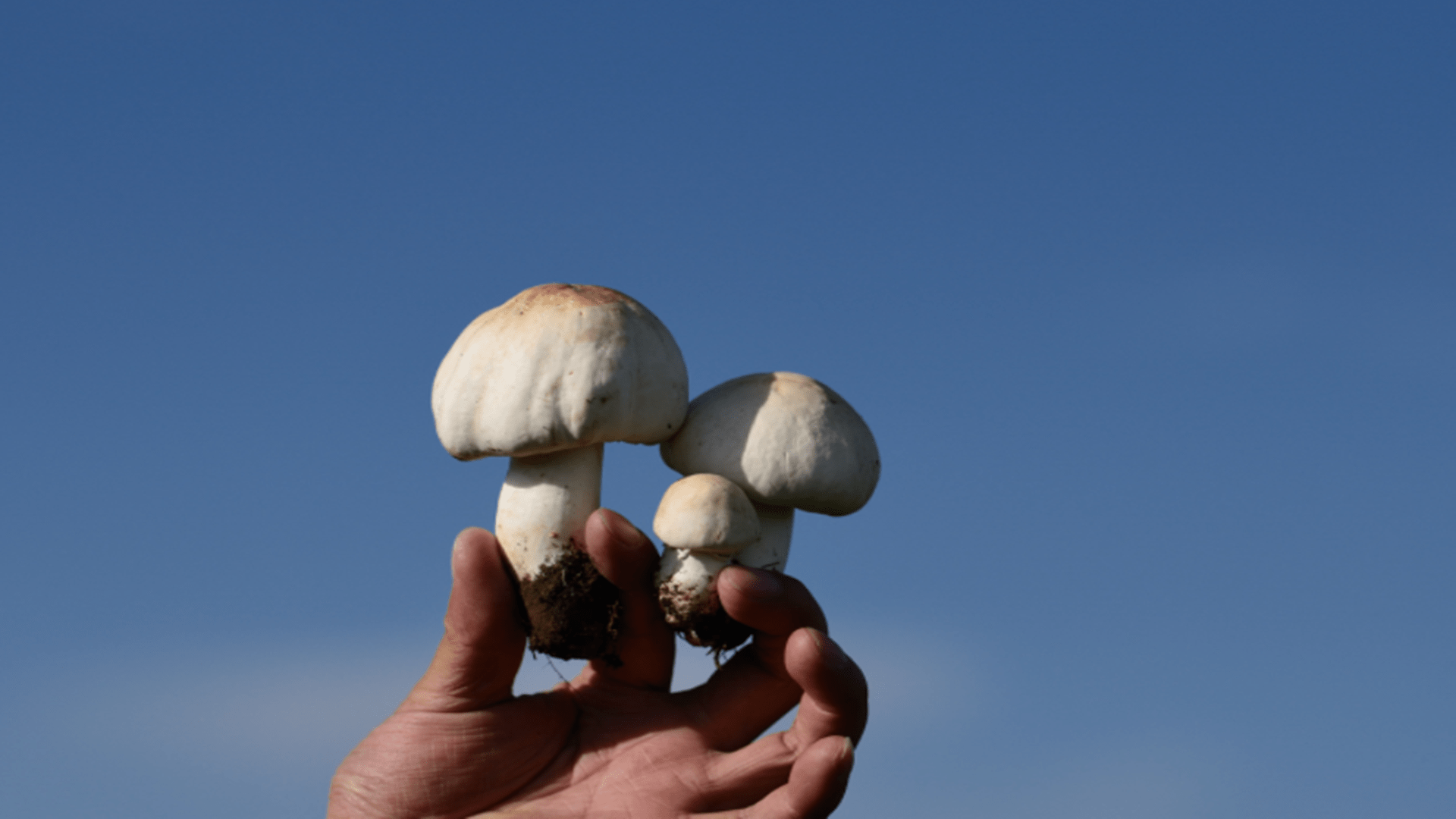 中毒事件|常见毒蘑菇，建议收藏，以免错摘