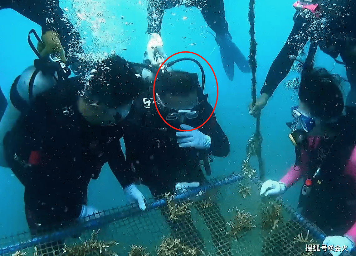 王冰冰|王冰冰素颜种珊瑚，尼格买提暴露超高发际线，被调侃在海下像灯泡