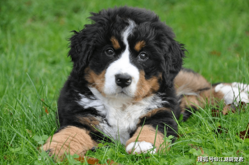 这些性格温柔的狗狗 拥有一只好幸福 柯基