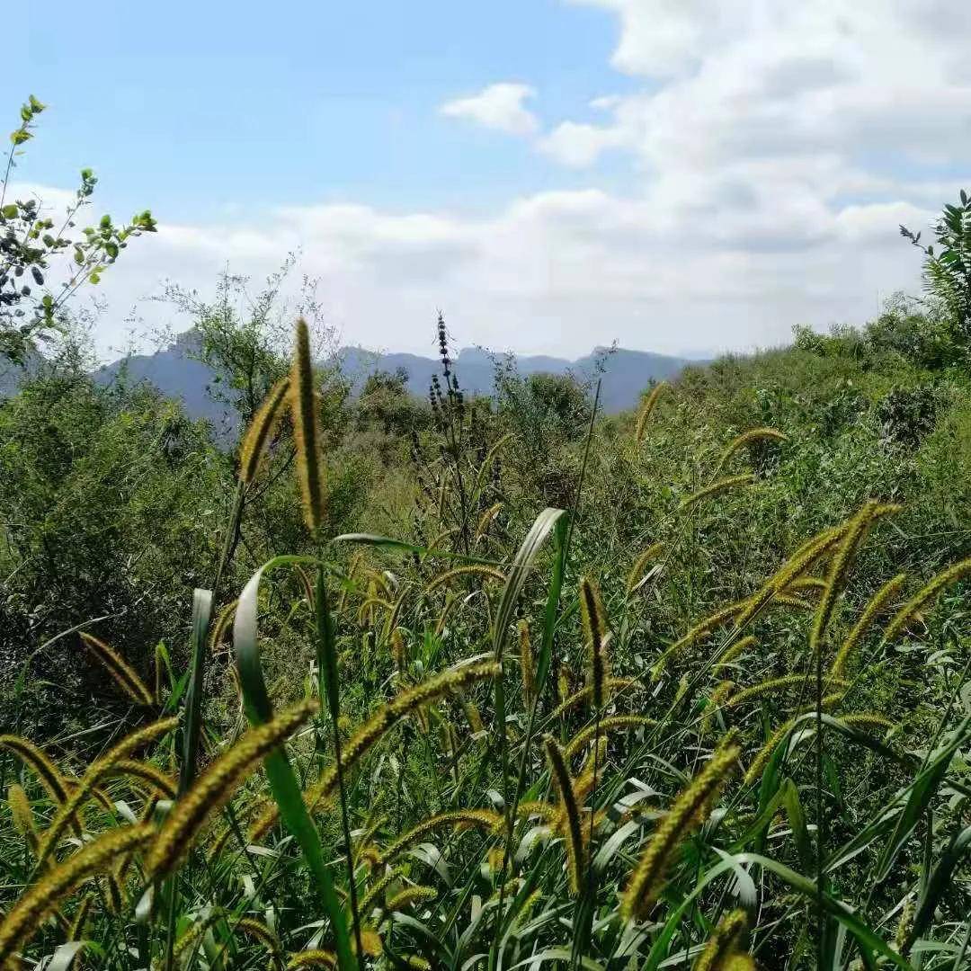 向山|这位井陉人为啥爱上这里？