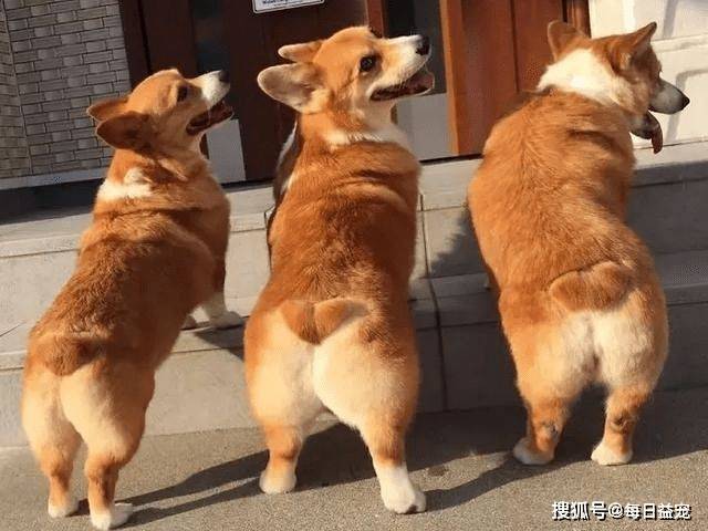 时间|柯基咖啡馆，爱宠人士的福音，非常值得去一次！