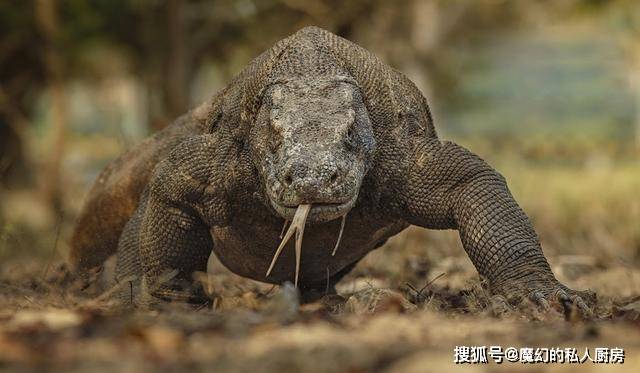 浅谈科莫多巨蜥 拥有冷血动物不具备的活力 却也是个 肥宅 猎物
