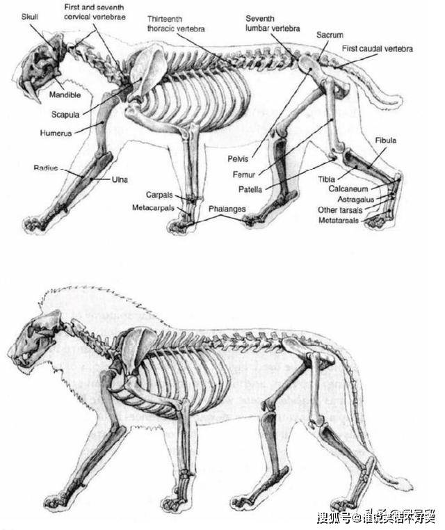 狼髀骨位置图图片