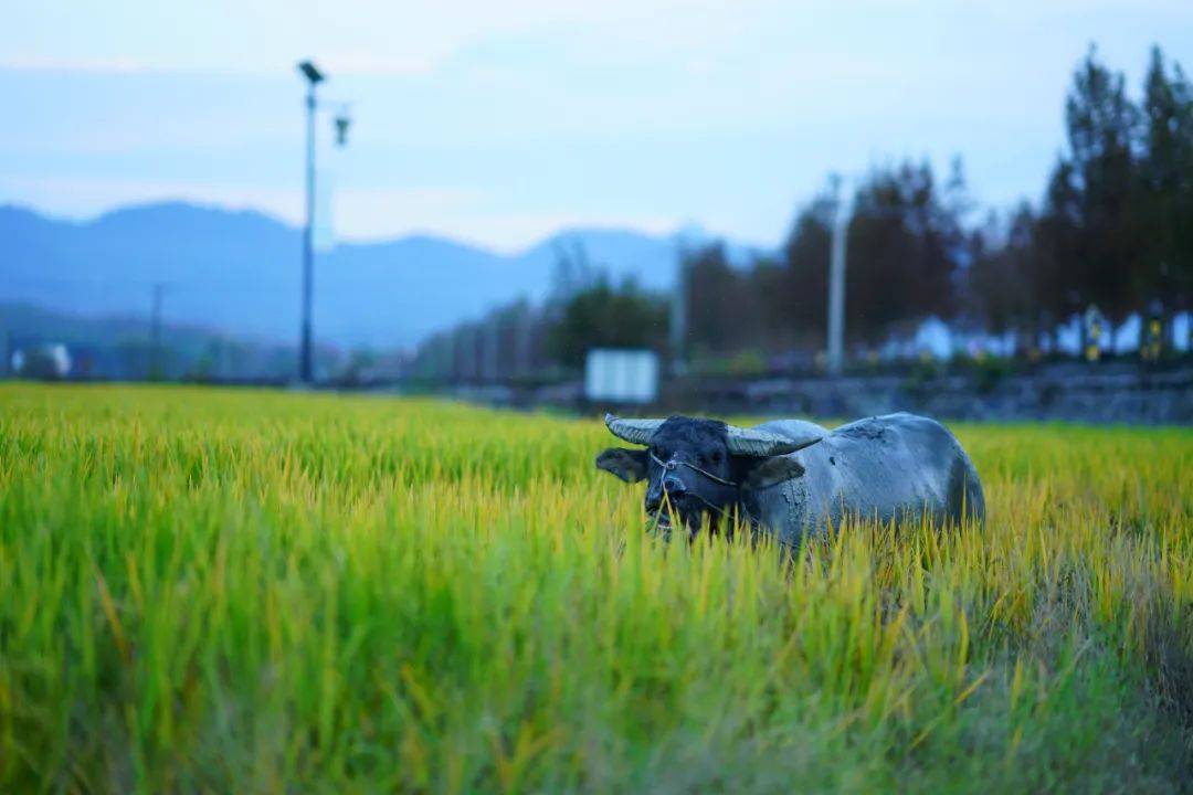 烟雨任|一座搬来的古村，20余栋几近坍塌的徽派民居，拼成了黟县画里乡村