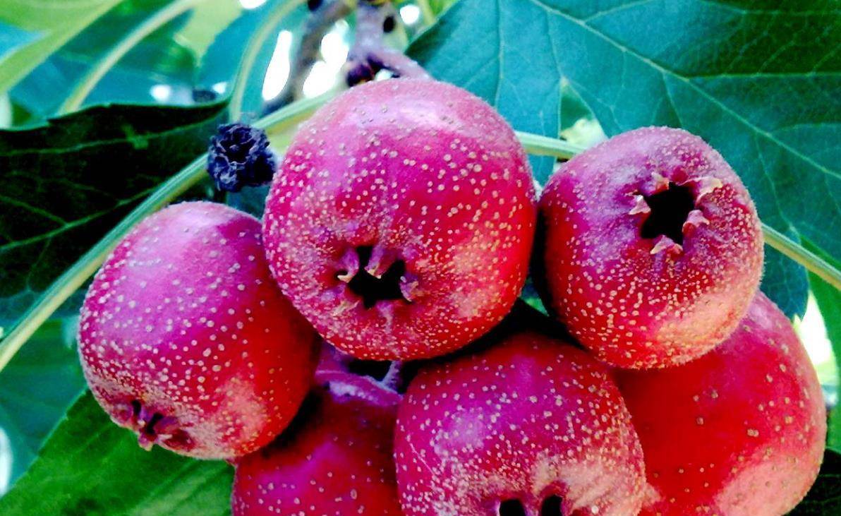 白醋|山楂这样做成小零食给孩子吃，酸甜可口，开胃助消化，喜欢的收藏