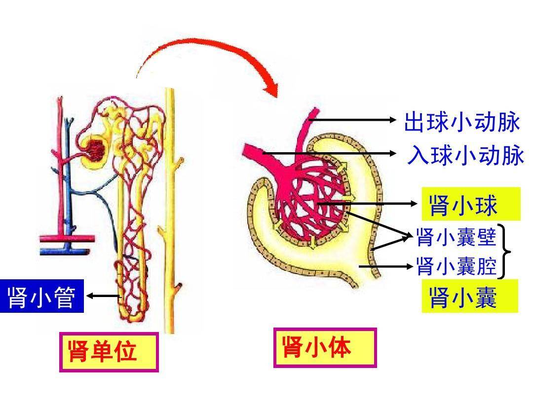 什么|尿蛋白和蛋白尿有什么区别？尿有泡泡是肾脏生病吗？蛋白尿和肾损伤有什么关系